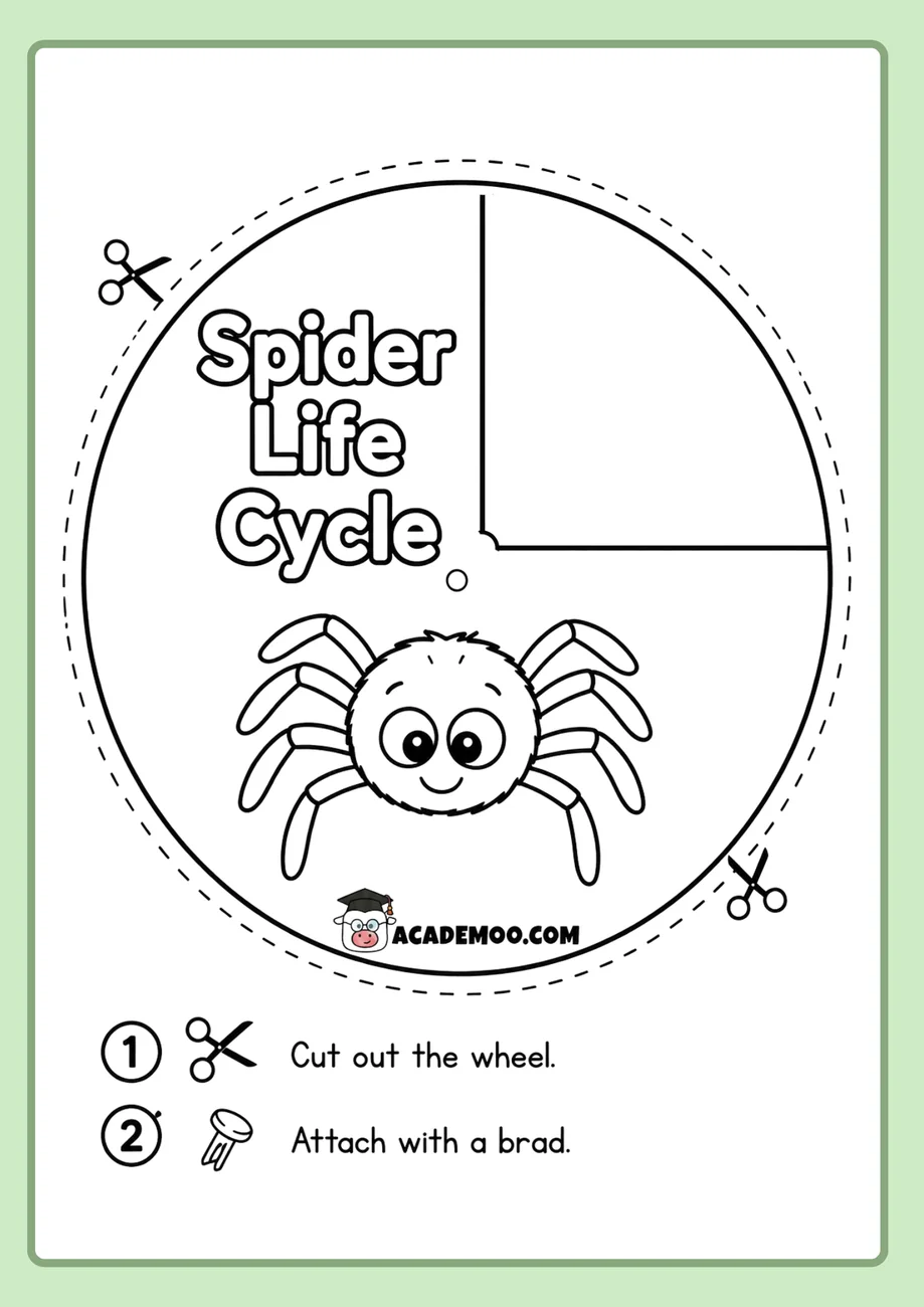Spider Life Cycle Wheel worksheet 1st grade science printable PDF · Printable spider life cycle wheel worksheet for 1st Grade.
