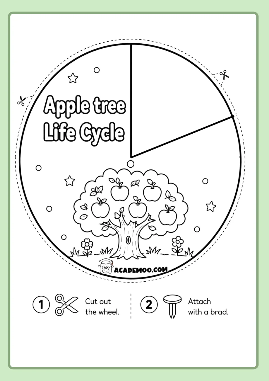 Apple Tree Life Cycle Wheel worksheet 1st grade science printable PDF · Printable apple tree life cycle wheel worksheet for 1st Grade.