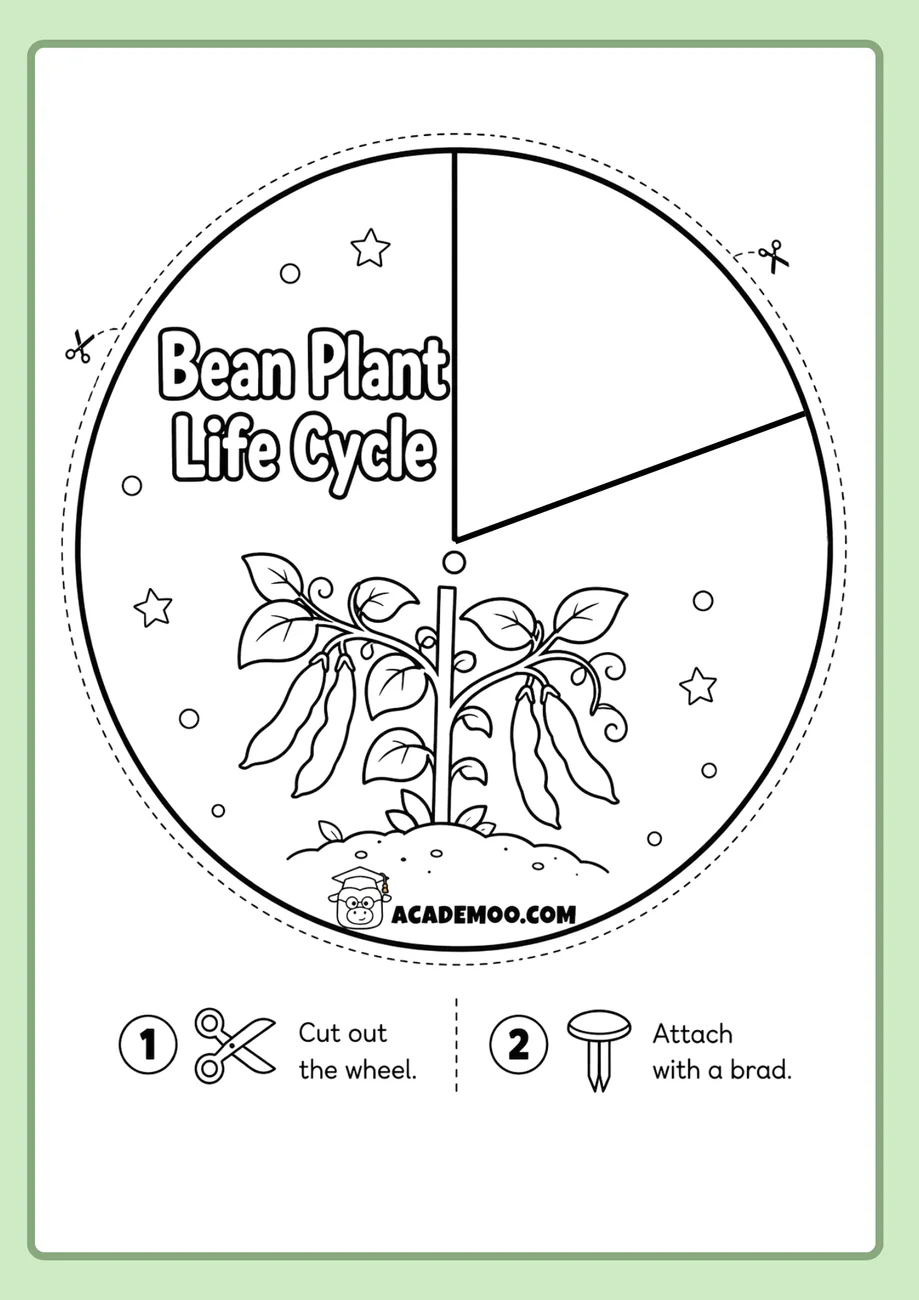 Bean Plant Life Cycle Wheel worksheet 1st grade science printable PDF · Printable bean plant life cycle wheel worksheet for 1st Grade.