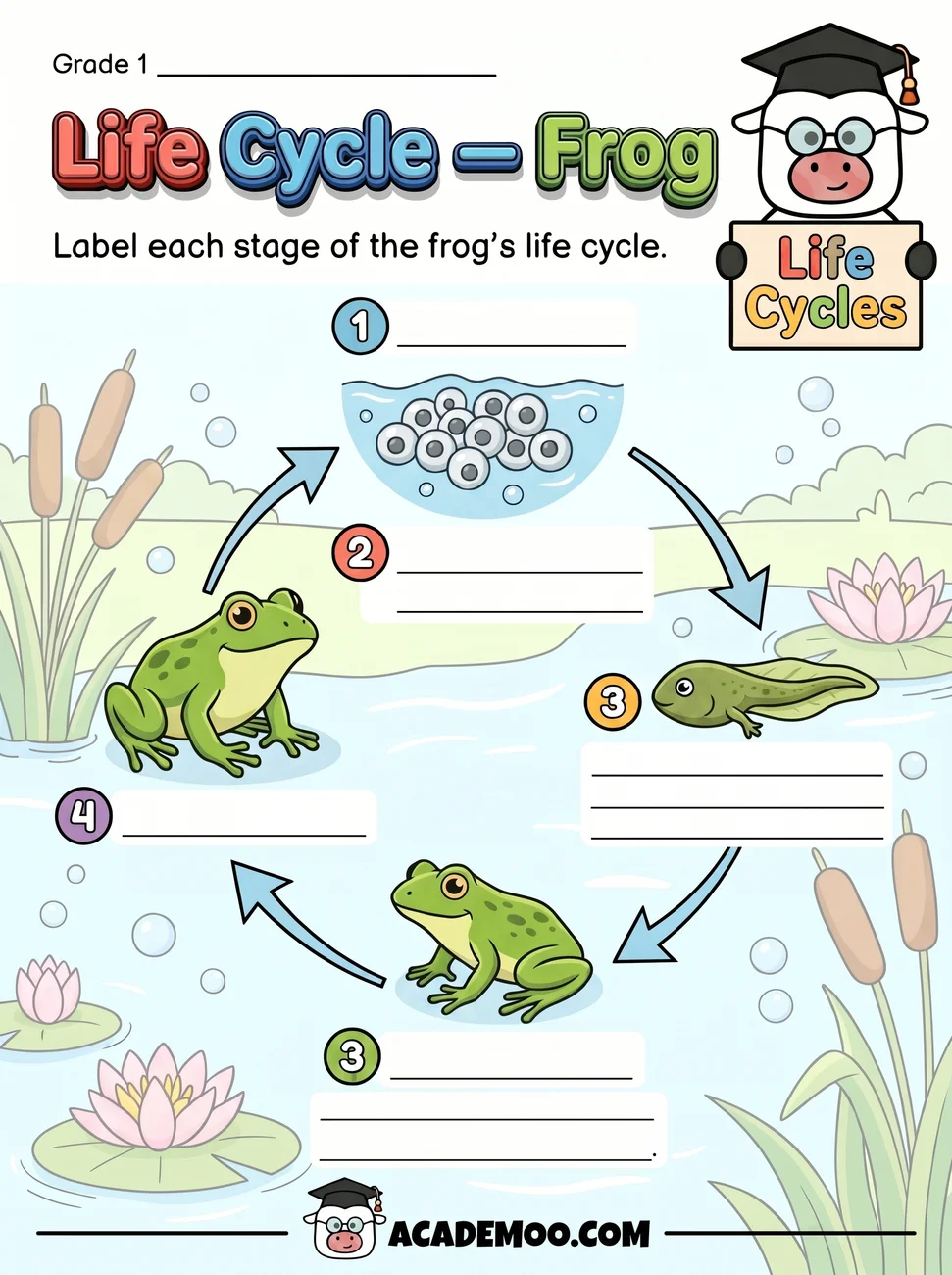 Life Cycle of a Frog worksheet 1st grade science printable PDF · Free printable life cycle of a frog worksheet for 1st Grade.